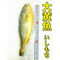 冷凍  【 大黄花魚 】  大黄魚  いしもち　黄花魚　 200g-350g 　 魚　中華物産 ポイ...