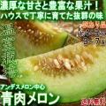青肉メロン 温室栽培 ...