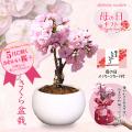 母の日ギフト 桜盆栽...
