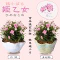(母の日ギフト) ミニ...
