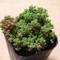 多肉植物 セダム属 ...