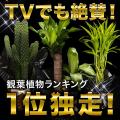 観葉植物 インテリア ...