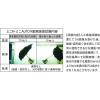 「SMV JAPAN ストレングスミニAUTO R　片手で開閉操作可能  SMV-41801 1本（直送品）」の商品サムネイル画像9枚目