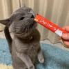 「いなば CIAO チャオ ちゅーる 猫 かつお 国産（14g×4本）2袋 ちゅ〜る キャットフード 猫用 おやつ」の商品サムネイル画像4枚目