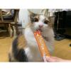 「いなば CIAO チャオ ちゅーる 猫 宗田鰹＆かつお節 国産（14g×4本）2袋 ちゅ〜る キャットフード 猫用 おやつ」の商品サムネイル画像6枚目