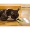 「ドギーマン じゃれ猫 猫のお遊び草 2本セット 1個 【コミュニケーション玩具】」の商品サムネイル画像3枚目