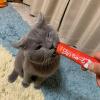 「（お試しセット）いなば CIAO チャオ ちゅーる 4本×6種 国産 ちゅ〜る チュール 猫 キャットフード おやつ」の商品サムネイル画像3枚目