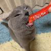 「いなば CIAO チャオ ちゅーる 猫 まぐろ＆タラバガニ 国産（14g×4本）2袋 ちゅ〜る キャットフード 猫用 おやつ」の商品サムネイル画像3枚目