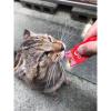 「いなば CIAO チャオ ちゅーる 猫 まぐろ＆贅沢サーモン 国産（14g×4本）2袋 ちゅ〜る キャットフード 猫用 おやつ」の商品サムネイル画像3枚目