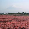 「【ロハコ・アスクル限定】のりだくさんふりかけ 桜えび 瀬戸内海産海苔 40g 1個 磯駒海苔 オリジナル ご飯のお供 オリジナル」の商品サムネイル画像6枚目