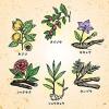 「生葉漢方錠 84錠 小林製薬【第2類医薬品】」の商品サムネイル画像3枚目