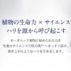 「ニールズヤード レメディーズ フランキンセンス インテンスクリーム（プレミアムエイジングクリーム） 50g」の商品サムネイル画像6枚目