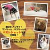 「チョイでか S・S・S・C サクサクささみ チーズ入り 国産 40g 10袋 わんわん ドッグフード 犬 おやつ 単品送料無料」の商品サムネイル画像5枚目