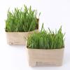 「無印良品 猫草栽培セット 2個入り 6セット 良品計画（イチオシ）」の商品サムネイル画像2枚目