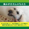 「ペットキッス 食後の歯みがきガム 超やわらかタイプ 超小〜小型犬用 国産 90g 10袋 ドッグフード 犬 おやつ 歯磨き まとめ買い」の商品サムネイル画像7枚目