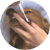「歯ブラシ ペットキッス（PETKISS）犬猫用 デンタルブラシ 大きめヘッド 国産 2本 ライオンペット」の商品サムネイル画像6枚目