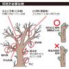 「ビッグマン 030212/宗二郎 剪定鋏クッション付210ミリ SP 030212 1個」の商品サムネイル画像10枚目