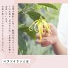 「生活の木 イランイランブレンド精油 10ml 1本」の商品サムネイル画像3枚目