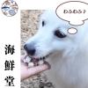 「海鮮堂 フリーズドライ 鮪 無添加 12g 3袋 F＆Bell 犬用 猫用 おやつ」の商品サムネイル画像4枚目