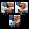 「泡でふきとるドライシャンプー 手足用 犬猫用シャンプー 350ml 1個 ペティオ」の商品サムネイル画像4枚目