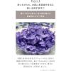 「N organic（エヌオーガニック） Bright ホワイト クリア ジェルウォッシュ 150g シロク」の商品サムネイル画像7枚目