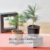 「【数量限定・ギフト】 ミニ 盆栽栽培セット The BONSAI 赤松 1個 聖新陶芸」の商品サムネイル画像3枚目