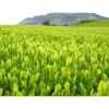 「【アウトレット】お茶の丸幸 JGAP 静岡県産ほうじ茶 1セット（100g ×2袋）」の商品サムネイル画像4枚目