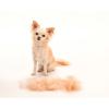 「【アウトレット】ファーミネーター 超小型犬 XS 短毛種用 1個 スペクトラム」の商品サムネイル画像5枚目