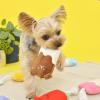 「苺ミルクアイスバー 1個 犬用 おもちゃ アルクロース」の商品サムネイル画像3枚目