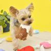 「3色ソーダアイスバー 1個 犬用 おもちゃ アルクロース」の商品サムネイル画像3枚目