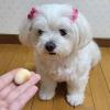 「【ワゴンセール】【賞味期限2025/12/31】ペティオ 体にうれしい ボーロちゃん 大粒 国産 100g 1個 ドッグフード（わけあり品）」の商品サムネイル画像3枚目