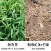 「【園芸用品】レインボー薬品 ネコソギロングシャワーV9 2L 1本 長期持続型シャワー除草剤 最長約9カ月間持続」の商品サムネイル画像4枚目