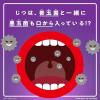 「（セール）リステリン トータルケア 歯周マイルド 低刺激 ノンアルコール フレッシュブーケ味 1000ml 1セット（2本）マウスウォッシュ 医薬部外品」の商品サムネイル画像3枚目