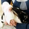 「【アウトレット】うさぎ マッサージと抜け毛取り ウサギのナデナデブラシ ミニアニマン 1個 ドギーマン」の商品サムネイル画像5枚目