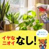 「カメムシ駆除  園芸 アースガーデン いろいろな植物つよし 1000mL 殺虫剤  家庭菜園 ガーデニング 観葉植物 対策 虫よけ  1個 アース製薬」の商品サムネイル画像5枚目