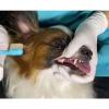 「歯ブラシ 犬猫用 オーラバイオブラシ 中毛タイプ OraBio 国産品 歯科衛生士推奨 バイロン」の商品サムネイル画像6枚目