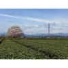「【アウトレット】お茶の丸幸 JAいるま野 まろやか 味自慢の狭山茶 100g 1袋　緑茶　お茶」の商品サムネイル画像3枚目