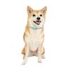 「薬用 ノミ取り首輪+蚊よけ 中型・大型犬用 効果6ヵ月 3個 ドギーマン」の商品サムネイル画像3枚目