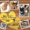 「【ワゴンセール】ピュリナワン 犬 お腹の健康から体重ケア 室内飼犬用 7歳以上 2.1kg（700g×3袋）1袋  ドライ（わけあり品）」の商品サムネイル画像9枚目