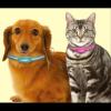 「ノミマダニとり＆蚊よけ首輪 小型犬用 3個 アース・ペット」の商品サムネイル画像3枚目