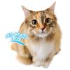 「肌に優しいアミノ酸配合シャンプー 全猫種用 350ml 1個 ペティオ」の商品サムネイル画像3枚目