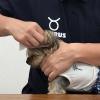 「トーラス 耳クサ・イヤー シート 30枚入 1個 犬 猫 耳垢トルトル 耳の健康」の商品サムネイル画像2枚目