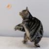 「キャティーマン じゃれ猫 にゃんコプター 1個 ドギーマンハヤシ 猫用 おもちゃ」の商品サムネイル画像4枚目