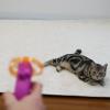「キャティーマン じゃれ猫 にゃんコプター 1個 ドギーマンハヤシ 猫用 おもちゃ」の商品サムネイル画像5枚目