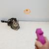 「キャティーマン じゃれ猫 にゃんコプター 1個 ドギーマンハヤシ 猫用 おもちゃ」の商品サムネイル画像6枚目