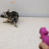 「キャティーマン じゃれ猫 にゃんコプター 1個 ドギーマンハヤシ 猫用 おもちゃ」の商品サムネイル画像7枚目