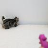 「キャティーマン じゃれ猫 にゃんコプター 1個 ドギーマンハヤシ 猫用 おもちゃ」の商品サムネイル画像8枚目