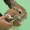 「うさぎ 爪ケア ウサギのカーブ型つめきり ミニアニマルマン 1個 ドギーマン」の商品サムネイル画像4枚目