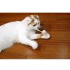 「キャティーマン じゃれ猫 ベビーマウス 5個入り 猫用 おもちゃ ねずみ」の商品サムネイル画像4枚目