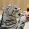 「ドギーマン 猫ちゃん ホワイデント ストロング ツナ味 国産 25g 3袋 キャットフード おやつ デンタルケア」の商品サムネイル画像7枚目